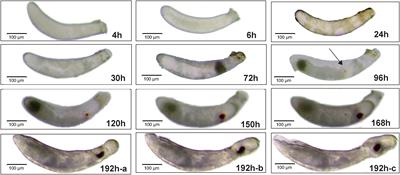 An Overview of Embryogenesis: External Morphology and Transcriptome Profiling in the Hemipteran Insect Nilaparvata lugens